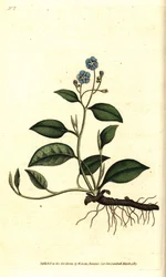 Wiosenny Omphalodes lub Printaniere Little Borage - Pnący navelwort, Omphalodes verna (niebieski navelwort, Cynoglossum omphalodes). Ręcznie kolorowany miedzioryt według ilustracji botanicznej autorstwa Jamesa Sowerby