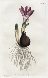 Spring bulbocode lub campanette - Litografia Sydenhama Edwardsa (1768-1819), z Botanical Magazine Williama Curtisa (1746-1799)