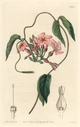 Gwiezdny echite, pochodzący z Brazylii - Water forte autorstwa S. Wattsa z ilustracji Sarah Anne Drake (1803-1857), z rejestru botanicznego