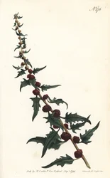 Szpinak truskawkowy w bagietce - Komosa wielkolistna, Chenopodium foliosum (Komosa główkowata, Blitum virgatum). Rytował Sansom według ilustracji Sydenhama Edwardsa z Botanical Magazine Williama Curtisa, Londyn