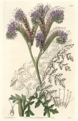 Facelia wrotyczowata, pochodząca z Kalifornii - Water forte autorstwa S. Wattsa z ilustracji Sarah Anne Drake (1803-1857), z rejestru botanicznego