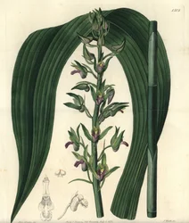 Odmiana storczyka naziemnego - Dzika orchidea kokosowa, Eulophia alta (cyrtopodium Woodforda, Cyrtopodium woodfordii). Ręcznie kolorowany miedzioryt S. Wattsa według ilustracji panny Sarah Drake z Botanical Register Sydenhama Edwardsa, Ridgway, Londyn