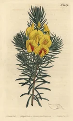 Zawleczka lub krzew miodowy - Herbata przybrzeżna lub kustee, Cyclopia genistoides (ibbetsonia plamista, Ibbetsonia genistoides). Ręcznie barwiony miedzioryt autorstwa F. Sansoma Jr. według ilustracji Sydenhama Edwardsa z Botanical Magaz Williama Curtisa