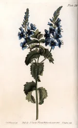 Dąb veronica lub fałszywa germandree. Kolorowa miedzioryt, ilustracja Sydenham Edwards (1768-1819) dla Konferencji Botanicznej, Ogród Botaniczny Lambeth (Anglia)