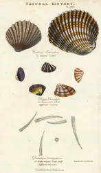 Kolczasty sercówka, Cardium echinatum, ścięty purr, Donax crenulata, oraz ośmiożebrowa muszla zębowa, Dentalium octangulatum. Ręcznie kolorowana rycina miedziorytnicza według Sydenhama Edwardsa z Pantologia, a New Encyclopedia Johna Masona Gooda, G.