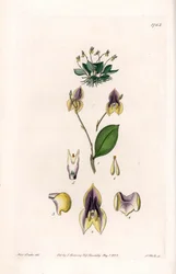 Trzy zęby Lepanthe - Talerz grawerowany przez S.Wattsa, z ilustracji Sarah Anne Drake (1803-1857), z rejestru botanicznego Sydenham Edwards (1768-1819), Anglia