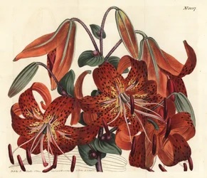 Lilia tygrysia - Lilia tygrysia, Lilium lancifolium (Lilia chińska, Lilium tigrinum). Ręcznie barwiony miedzioryt autorstwa F. Sansoma Jr. według ilustracji Sydenhama Edwardsa z magazynu botanicznego Williama Curtisa, T. Curtis, Londyn