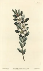 Mirt australijski - Przybrzeżne drzewo herbaciane, Leptospermum laevigatum (Smooth fabricia, Fabricia laevigata). Ręcznie barwiony miedzioryt autorstwa F. Sansoma Jr. według ilustracji Sydenhama Edwardsa z magazynu Botanical Magazine Williama Curtisa, T. C