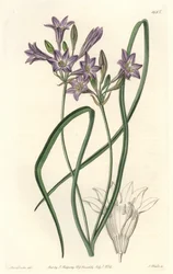 Triteleia ou brodiacea lache - Woda forte autorstwa S. Wattsa z ilustracji Sarah Anne Drake (1803-1857), z rejestru botanicznego