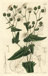 Piżmo rzepakowe, Moscharia pinnatifida. Ręcznie barwiony miedzioryt autorstwa S. Wattsa według ilustracji panny Sarah Drake z rejestru botanicznego Sydenham Edwards, Ridgeway, Londyn