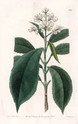 Turpinia Variete - Talerz grawerowany przez S.Wattsa, z ilustracji Sarah Anne Drake (1803-1857), z rejestru botanicznego Sydenham Edwards (1768-1819), Anglia