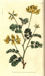Valencia Coronilla - Scorpion wyka, Coronilla valentina subsp. glauca (Coronilla morska lub pachnąca w dzień, Coronilla glauca). Ręcznie kolorowany miedzioryt według ilustracji botanicznej Sydenhama Edwardsa z The Botanical Magazine Williama Curtisa