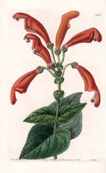 Variete de gesneria, kwiat w tubkach - Talerz rytowany przez S.Wattsa, na podstawie ilustracji Sarah Anne Drake (1803-1857), z rejestru botanicznego Sydenham Edwards (1768-1819), Anglia