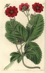 Odmiana Pięciornika - potentilla Russella, Potentilla russelliana. Ręcznie barwiony miedzioryt autorstwa S. Wattsa wg ilustracji M. Harta z Sydenham Edwards