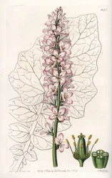 Odmiana Francoa z liśćmi mlecznymi, endemiczna w Chile - Grawerowane przez S.Watts, z ilustracji Sarah Anne Drake (1803-1857), z rejestru botanicznego Sydenham Edwards (1768-1819), Anglia
