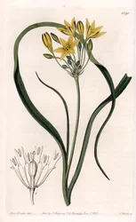 Odmiana Triteleia lub brodeleia, z żółtymi kwiatami, pochodząca z Kalifornii - tabliczka grawerowana przez S.Wattsa, z ilustracji Sarah Anne Drake (1803-1857), z rejestru botanicznego Sydenham Edwards (1768-1819), Anglia