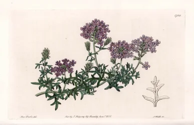 Verbena multifide - Grawerowane przez S. Watts, z ilustracji Sarah Anne Drake (1803-1857), z rejestru botanicznego Sydenham Edwards (1768-1819), Anglia