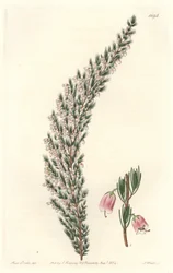Epiary pęcherzykowe, pochodzące z Europy - Water forte autorstwa S. Wattsa z ilustracji Sarah Anne Drake (1803-1857), z rejestru botanicznego