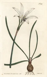Virginia Amaryllis - Lilia Atamasco, Zephyranthes atamasco (Amaryllis atamasco) - Ręcznie barwiony miedzioryt wykonany przez Sansoma na podstawie ilustracji Sydenhama Edwardsa autorstwa Williama Curtisa Botanical Magazine, Londyn