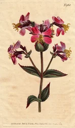 Rhexia virginia, z purpurowymi i różowymi kwiatami Rhexia virginia, z kolorowymi różowymi i fioletowymi kwiatami. Rhexia virginica. Ręcznie kolorowany miedzioryt z ilustracji botanicznej autorstwa Sydenhama Edwardsa z "Botanical Magazine" Williama Curtisa 