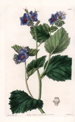 Viscous Facelia - Talerz grawerowany przez S.Wattsa, z ilustracji Sarah Anne Drake (1803-1857), z rejestru botanicznego Sydenham Edwards (1768-1819), Anglia