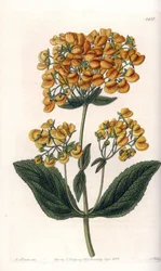 Lepki calceolar (lub mały pantofelek) - Grawerowana tablica autorstwa S.Wattsa, z ilustracji Sarah Anne Drake (1803-1857), z rejestru botanicznego Sydenham Edwards (1768-1819), Anglia
