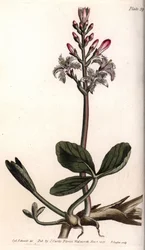 Trefle wody lub menyanthe trefle wody. Kolorowa miedzioryt, ilustracja Sydenham Edwards (1768-1819) dla Konferencji Botanicznej, Ogród Botaniczny Lambeth (Anglia)