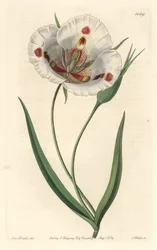 Calochortus o białych kwiatach (mariposa), pochodzący z Kalifornii - Calochortus cętkowany lub lilia motylkowata mariposa, Calochortus venustus, pochodzący z Kalifornii - Ręcznie barwiony miedzioryt autorstwa S. Wattsa według ilustracji panny Drake, z Syde