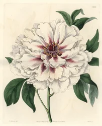 Biała piwonia krzewiasta - Mocna woda autorstwa S. Wattsa z ilustracji Thomasa Allporta (1804-1879), z rejestru botanicznego