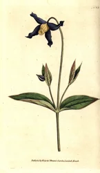 Powojnik całolistny - powojnik całolistny lub altana dziewicza, Clematis integrifolia. Ręcznie kolorowany miedzioryt według ilustracji botanicznej z The Botanical Magazine Williama Curtisa, Lambeth Marsh, Londyn