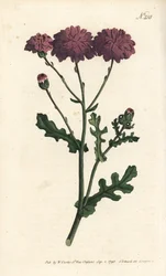 Dziki cineraire - Purpurowa mielona lub starca, Senecio elegans. Ręcznie barwiony miedzioryt autorstwa Sansoma według ilustracji Sydenhama Edwardsa autorstwa Williama Curtisa Botanical Magazine, Londyn