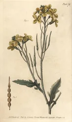 Dzika rzodkiew, Raphanus raphanistrum, Siliquosa. Ręcznie kolorowany miedzioryt autorstwa F. Sansoma przedstawiający ilustrację botaniczną Sydenhama Edwardsa do wykładów Williama Curtisa na temat botaniki, dostarczony w Ogrodzie Botanicznym w Lambeth