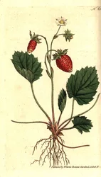 Poziomka, Fragaria vesca (truskawka jednolistna lub truskawka wersalska, Fragaria monophylla). Ręcznie kolorowany miedzioryt według ilustracji botanicznej z The Botanical Magazine Williama Curtisa, Lambeth Marsh, Londyn