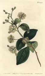 Pele drzewna - Twinberry, Myrcianthes fragrans (Eugenia słodko pachnąca, Eugenia fragrans). Ręcznie barwiony miedzioryt autorstwa F. Sansoma Jr. według ilustracji Sydenhama Edwardsa z magazynu botanicznego Williama Curtisa, T. Curtis, Londyn
