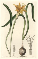 Żółty pyrolion (Amaryllis arvensis), pochodzący z Peru - Mocna woda autorstwa S. Wattsa z ilustracji Sarah Anne Drake (1803-1857), wydobyty z rejestru botanicznego