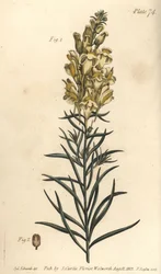Lniana ropucha żółta lub lwia paź, wyżlin majus, ogolnospermia. Ręcznie barwiony miedzioryt autorstwa F. Sansoma przedstawiający ilustrację botaniczną Sydenhama Edwardsa do Wykładów o botanice Williama Curtisa, dostarczony w Ogrodzie Botanicznym w Lambeth