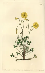 Żółty szczaw leśny, Oxalis micrantha (Oxalis Cumminga, Oxalis cummingii). Ręcznie barwiony miedzioryt autorstwa S. Wattsa według ilustracji Williama Herberta z Sydenham Edwards