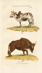 Zebu i żubr