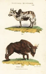 Zebu i żubr - bydło zebu garbate, Bos indicus i żubr, Bison bonasus. Ręcznie barwiony miedzioryt według Sydenhama Edwardsa z John Mason Good