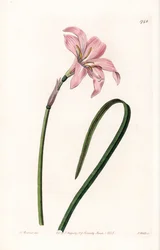 Odmiana mieszańcowa Zephyranthes - Talerz grawerowany przez S.Wattsa, z ilustracji Sarah Anne Drake (1803-1857), z rejestru botanicznego Sydenham Edwards (1768-1819), Anglia