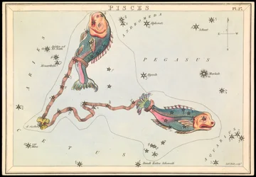 Ryby, ok. 1825 (karta, papier, bibułka)