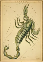 Skorpion, ilustracja z „Zwierciadła Urania”