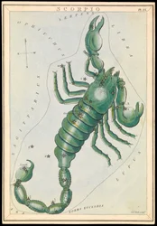 Scorpio, ok. 1825 (karta, papier, chusteczka)