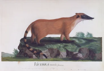 Kobieta z Viverra nasuta, kolorowa rycina Sidneya Parkinsona (ok. 1745-1771)