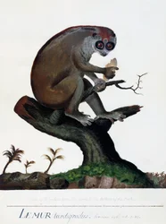Wolno poruszający się lemur