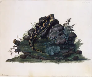 Salamander, akwarela Sidneya Parkinsona (ok. 1745-1771), Wielka Brytania