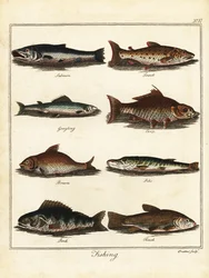 Wędkarstwo: łosoś, pstrąg, lipień, karp, leszcz, szczupak, okoń, tenc 1792 (grawerowanie)