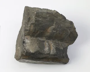 Fragment cokołu lotosu