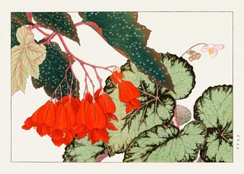Cracklin Rosie Begonia kwiat z "Seiyou Sokazufu"
