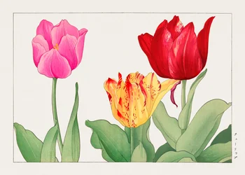 Tulipan z "Seiyou Sokazufu"